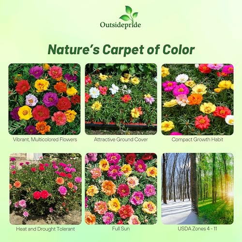 Outsidepride Mixed Moss Rose Seeds - 5000 Pcs Annual, Drought & Heat Tolerant, Pollinator Friendly Ground Cover Seeds for Planting w/Vibrant Blooms & Succulent Foliage, Ideal for Xeriscaping - Image 2