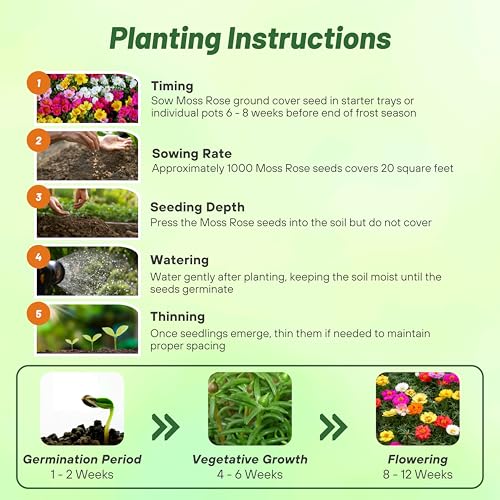 Outsidepride Mixed Moss Rose Seeds - 5000 Pcs Annual, Drought & Heat Tolerant, Pollinator Friendly Ground Cover Seeds for Planting w/Vibrant Blooms & Succulent Foliage, Ideal for Xeriscaping - Image 5