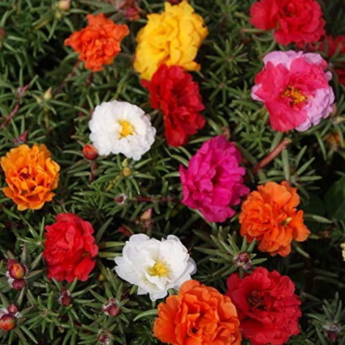 Outsidepride Mixed Moss Rose Seeds - 5000 Pcs Annual, Drought & Heat Tolerant, Pollinator Friendly Ground Cover Seeds for Planting w/Vibrant Blooms & Succulent Foliage, Ideal for Xeriscaping - Image 1