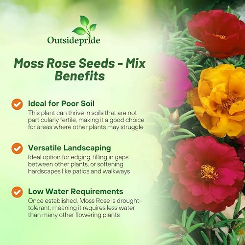 Outsidepride Mixed Moss Rose Seeds - 5000 Pcs Annual, Drought & Heat Tolerant, Pollinator Friendly Ground Cover Seeds for Planting w/Vibrant Blooms & Succulent Foliage, Ideal for Xeriscaping - Image 3