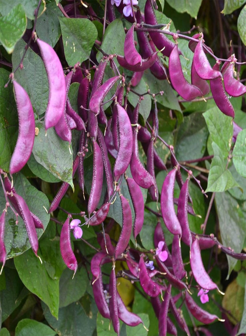 GGOOT 10Pcs Lablab Purpureus Seeds Rare Edible Portable Delicious Hyacinth Bean Seeds Gardening Gifts for Women, Men & Children, Easy to Sow & Grow - Lablab purpureus Seeds - Image 2