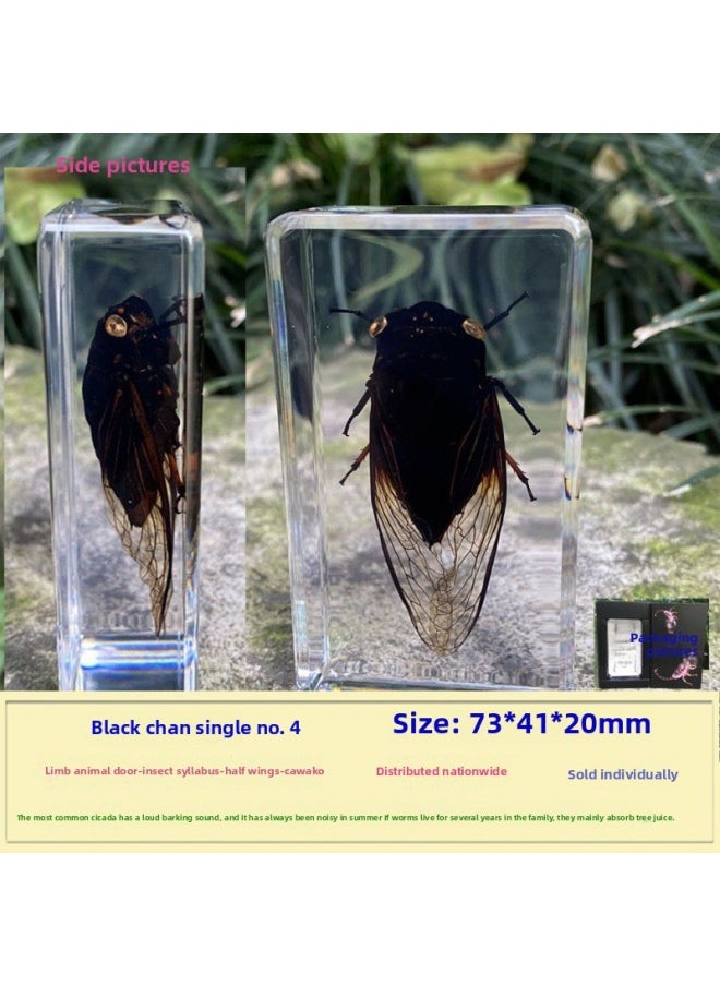 Insect Specimen Real Mono Fairy Amber Scarab Book Town Home Desk Decoration Mantis Spider Scorpion Factory-Color:Black Grasshopper 4  - Image 1