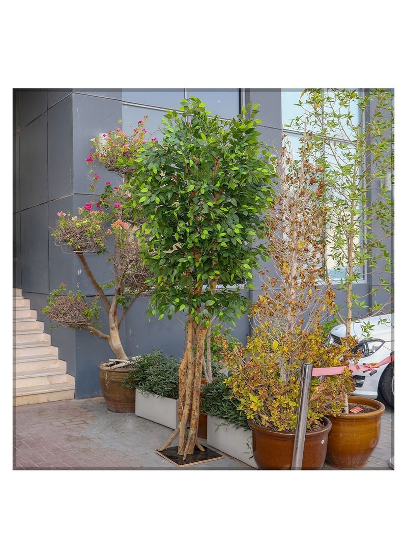 Artificial Ficus plant