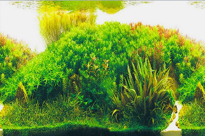 ELEBOX Fish Tank Stickers Wallpaper Seaweed Background Aquarium Background Decoration Water Plants Fish Tank Background 15.7"x 40" - Image 4