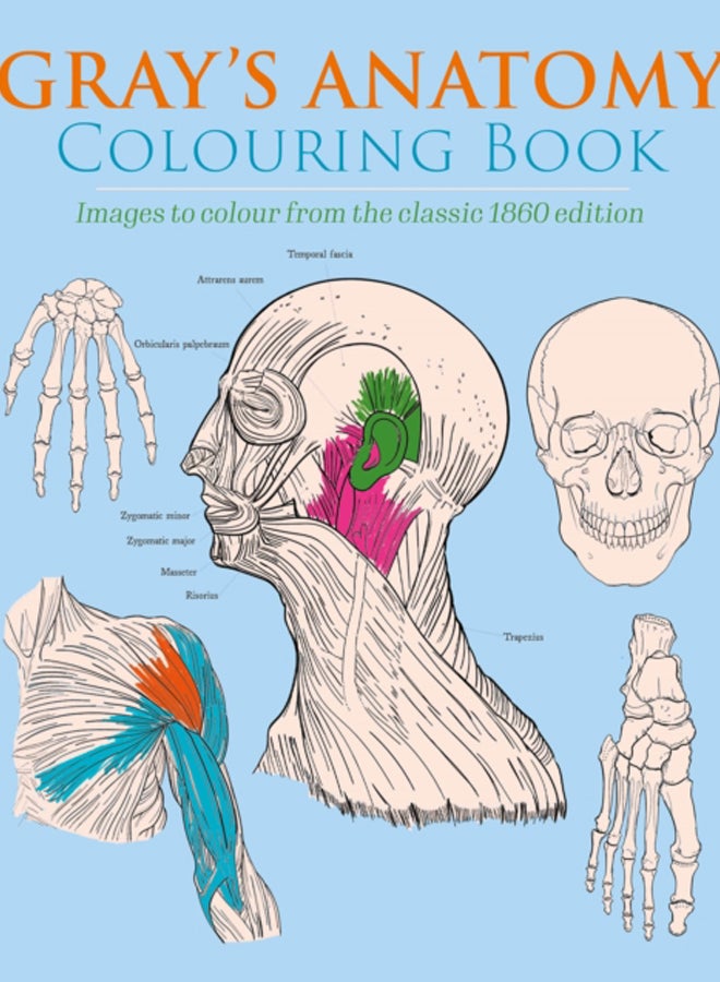 Gray's Anatomy Colouring Book : Images to Colour from the Classic 1860 Edition
