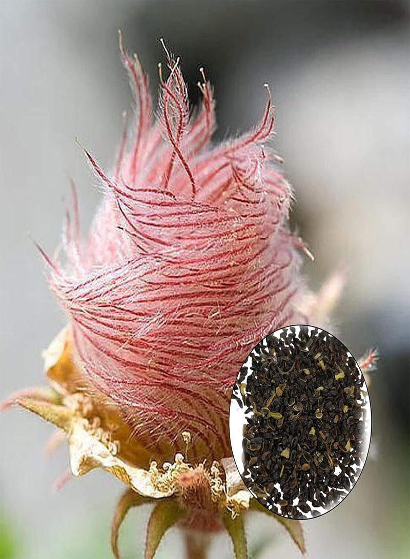 GGOOT 300Pcs Prairie Smoke Seeds Hardy Perennial Garden Yard Bonsai Plants Seeds Fast Growing Plant Seeds Seed - Image 2