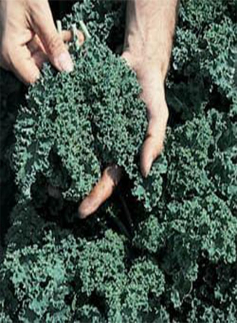 Kale Vates Blue Curled Great Heirloom Vegetable by  BULK 1 OZ Seeds