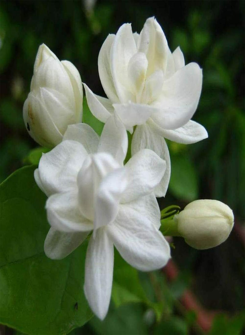 GGOOT 50Pcs White Jasmine Seeds Climbing Jasmine Beautiful Fragrant Flower Perennial Indoor Outdoor for Planting Seed Decorated Home Garden - Image 2