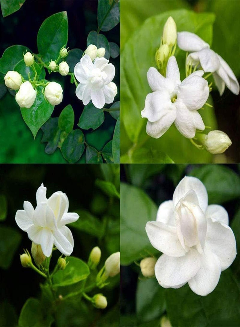GGOOT 50Pcs White Jasmine Seeds Climbing Jasmine Beautiful Fragrant Flower Perennial Indoor Outdoor for Planting Seed Decorated Home Garden - Image 1