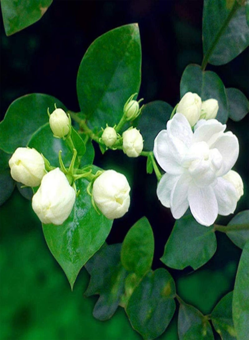 GGOOT 50Pcs White Jasmine Seeds Climbing Jasmine Beautiful Fragrant Flower Perennial Indoor Outdoor for Planting Seed Decorated Home Garden - Image 3