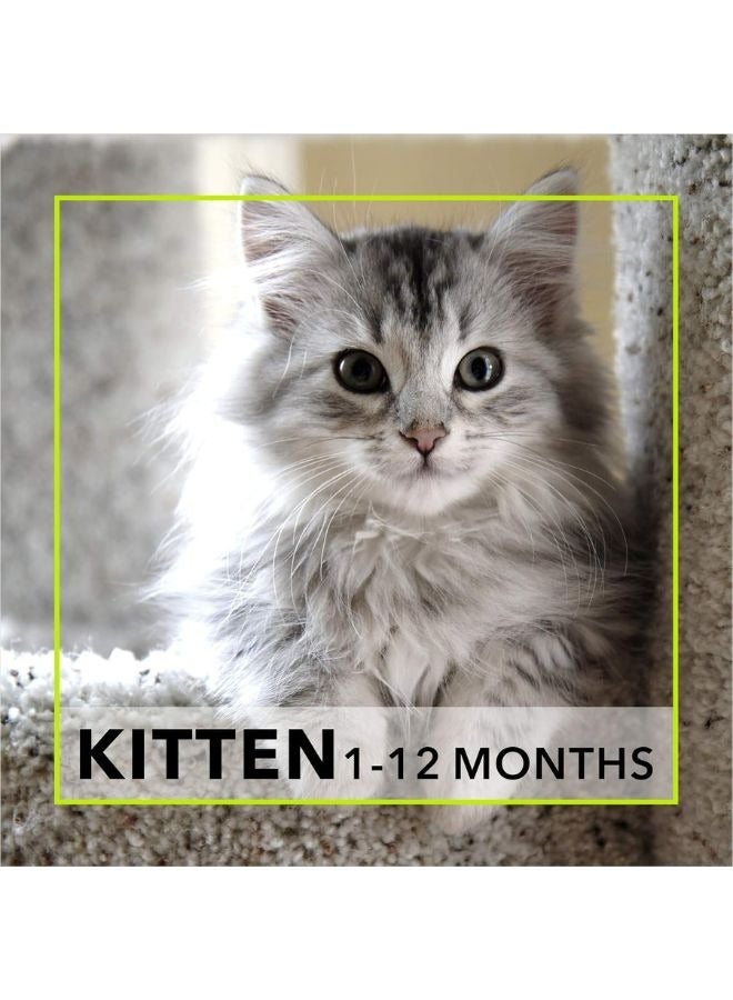 Meatup Kitten Dry Cat Food Ocean Fish (Buy 1 Get 1) 2 x 1.2 Kg - Image 5