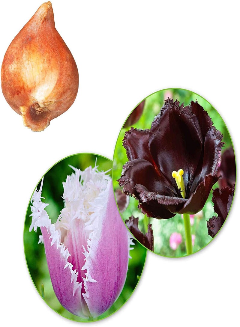 جي جوت 30 قطعة من بذور توليب لزراعة الحديقة، بذور توليب بألوان مختلطة مع زهور جميلة متناسقة الألوان وعطرية تدوم إلى الأبد - Image 3