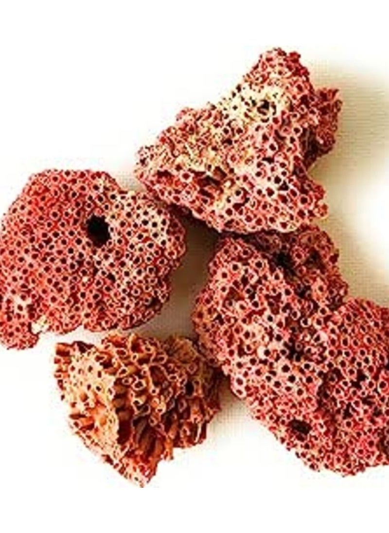 Awafi Mill Unpolished Coral red Coral tubipora music shell collection antique Vintage Genuine Red Pipe Organ Coral3 