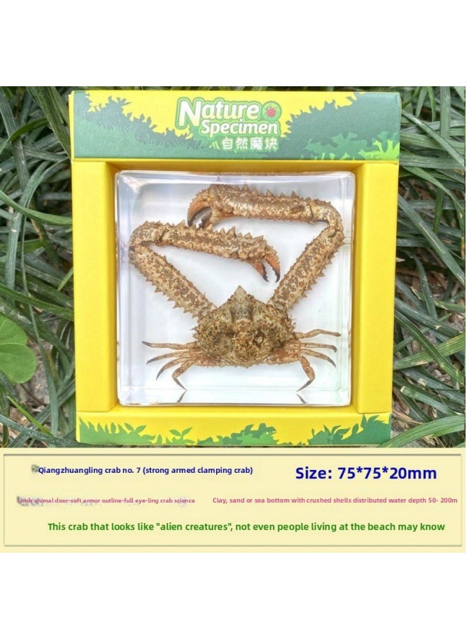 Insect Specimen Real Mono Fairy Amber Scarab Book Town Home Desk Decoration Mantis Spider Scorpion Factory-Color:Strong Ling Crab 7  - Image 1