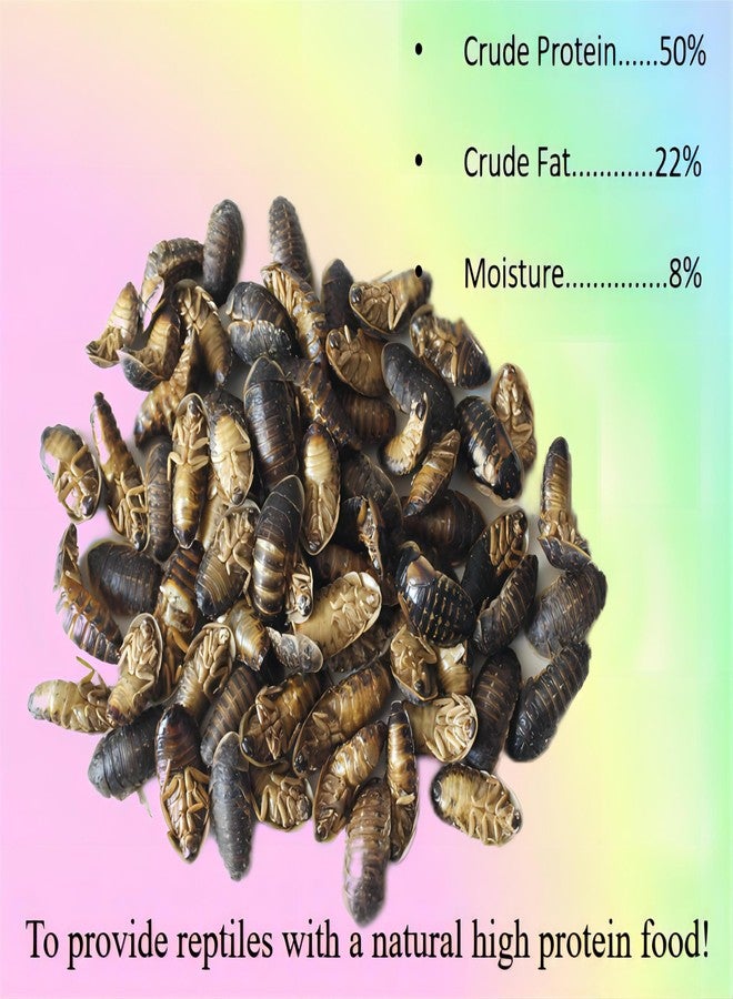 Classic Flock 2oz Freeze-Dried Dubia - High Protein Reptile & Amphibian Food - Image 2