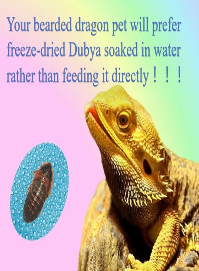 Classic Flock 2oz Freeze-Dried Dubia - High Protein Reptile & Amphibian Food - Image 3