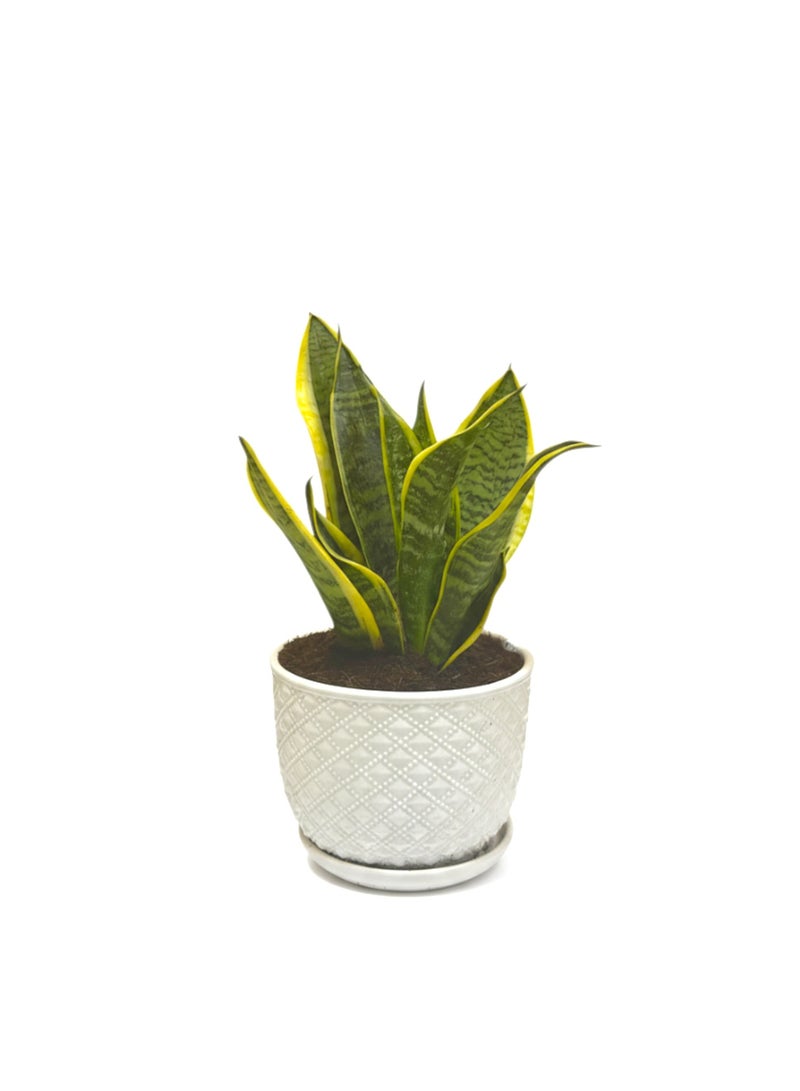 SPRING GARDEN Sansevieria (Snake Plant) with Ceramic Pot - 15-17cm Tall, Air Purifying & Low Maintenance - Image 1
