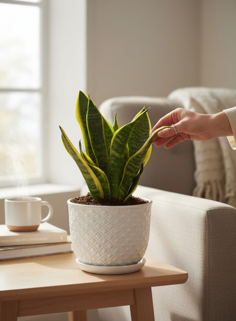 SPRING GARDEN Sansevieria (Snake Plant) with Ceramic Pot - 15-17cm Tall, Air Purifying & Low Maintenance - Image 2