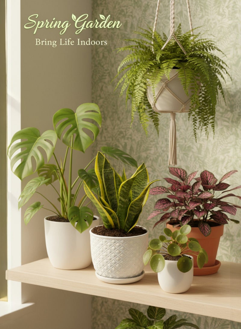 SPRING GARDEN Sansevieria (Snake Plant) with Ceramic Pot - 15-17cm Tall, Air Purifying & Low Maintenance - Image 3