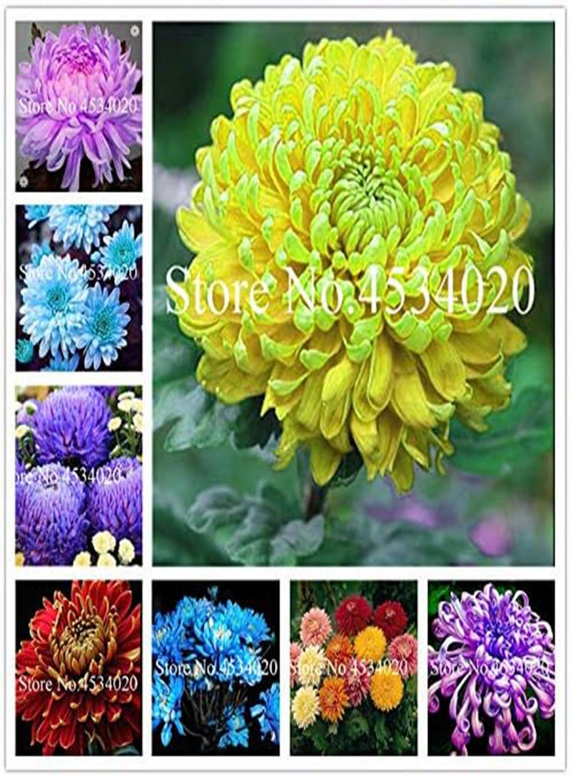 GGOOT New 100 pcs Chrysanthemum Flower Seeds for Gardening Yellow 2 - Image 2