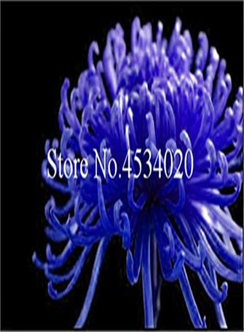 GGOOT New 100 pcs Chrysanthemum Flower Seeds for Gardening Yellow 2 - Image 3