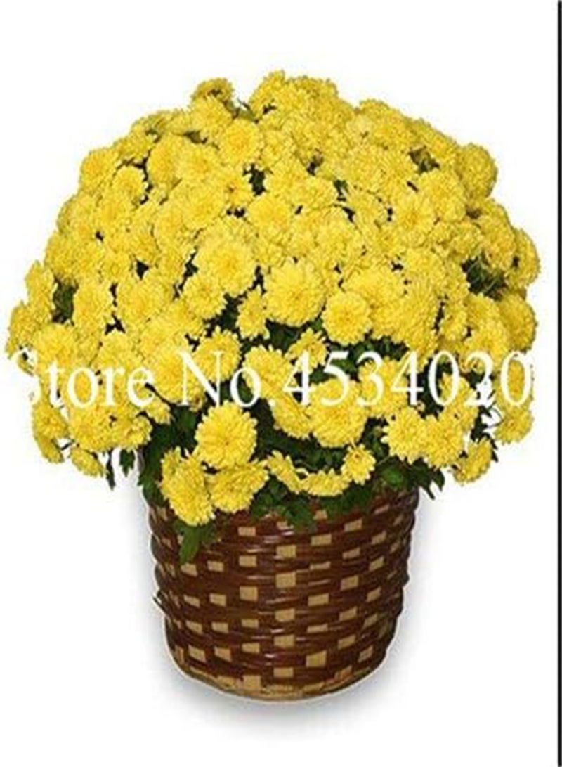 GGOOT New 100 pcs Chrysanthemum Flower Seeds for Gardening Yellow 2 - Image 1
