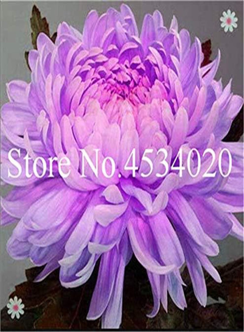 GGOOT New 100 pcs Chrysanthemum Flower Seeds for Gardening Yellow 2 - Image 4