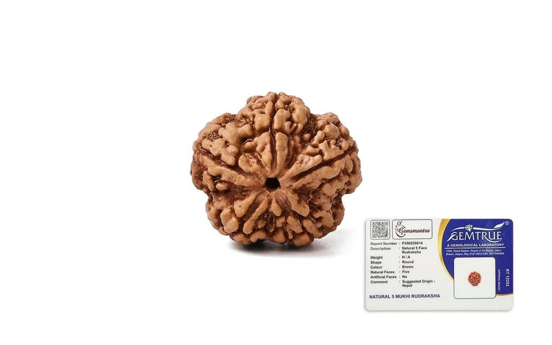 GEMSMANTRA 5 Mukhi Rudraksha Without Silver Pendant Original Nepali, Regular Size Without Silver Pendant, Natural and Lab Certified, Helps to Improve Self Confidence, Spiritual Growth and Negative Energies for Mens & Women - Image 1