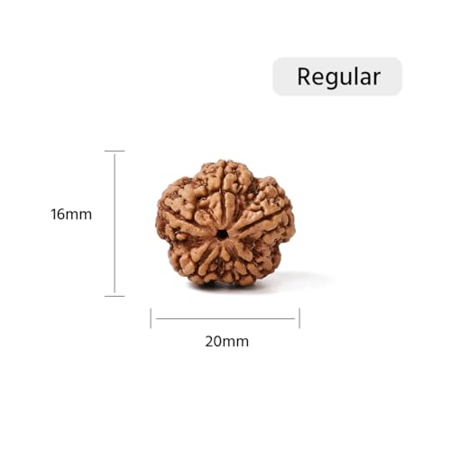GEMSMANTRA 5 Mukhi Rudraksha Without Silver Pendant Original Nepali, Regular Size Without Silver Pendant, Natural and Lab Certified, Helps to Improve Self Confidence, Spiritual Growth and Negative Energies for Mens & Women - Image 2