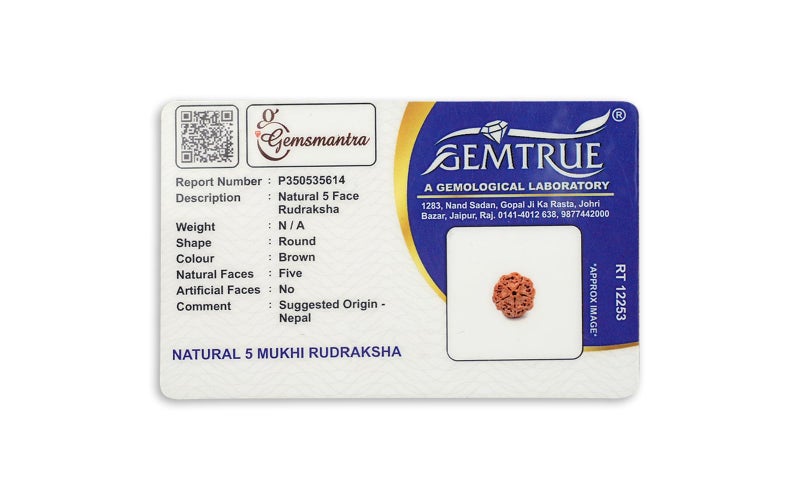GEMSMANTRA 5 Mukhi Rudraksha Without Silver Pendant Original Nepali, Regular Size Without Silver Pendant, Natural and Lab Certified, Helps to Improve Self Confidence, Spiritual Growth and Negative Energies for Mens & Women - Image 4