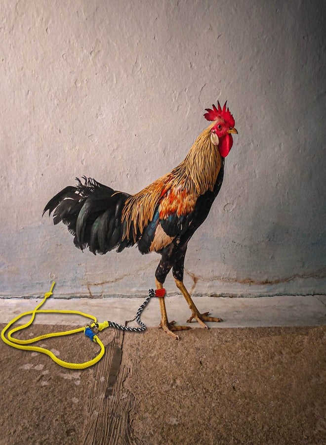 Murgee Leg Rope Leash for Hen and Rooster - Chicken Poultry Paalan Murga Rassee 196 cm Bird Strap (Multicolor) - Image 1