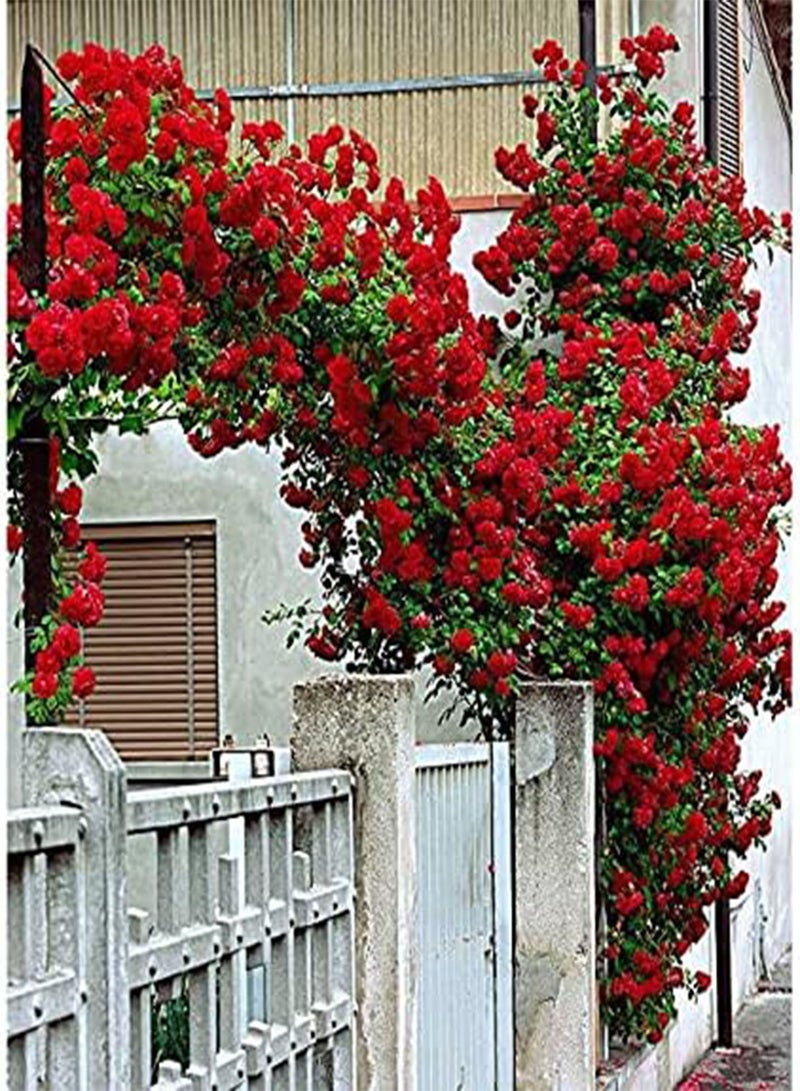 GGOOT Red Climbing Rose Seeds, Beautiful Flowers for Home Garden Planting Seeds by Heavy Torch (30 Seeds) - Image 3