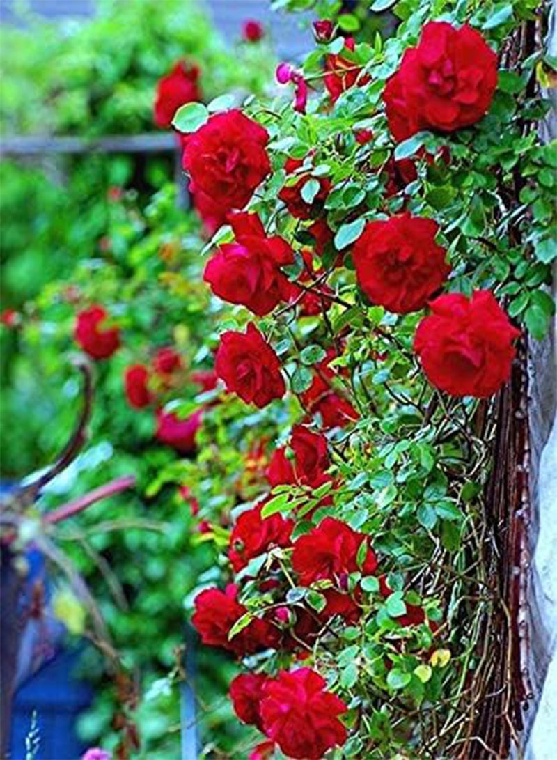 GGOOT Red Climbing Rose Seeds, Beautiful Flowers for Home Garden Planting Seeds by Heavy Torch (30 Seeds) - Image 5
