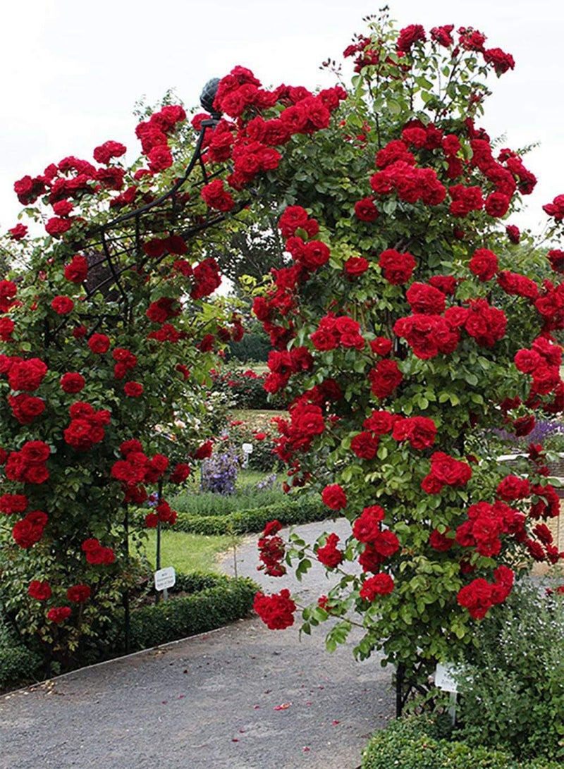 GGOOT Red Climbing Rose Seeds, Beautiful Flowers for Home Garden Planting Seeds by Heavy Torch (30 Seeds) - Image 2