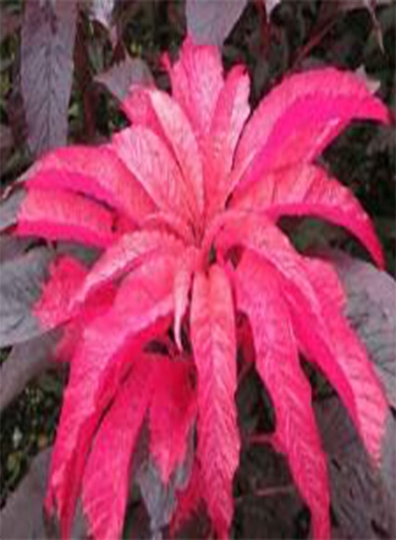 GGOOT Amaranthus Early Splendor Amaranthus Tricolor - 1,00 Bulk (PKD) Seeds
