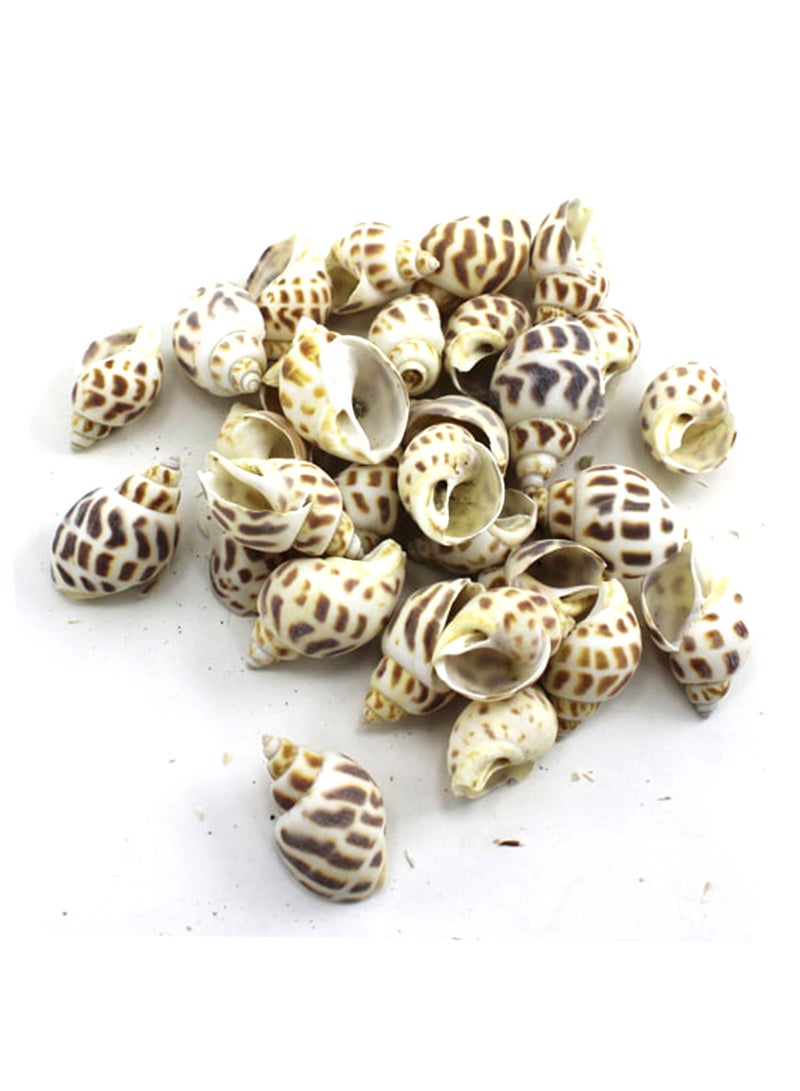 PARTY FUN زينة قواقع متعددة الألوان - 100 جرام لكل عبوة - Image 1