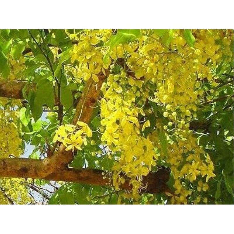 بذور شجرة الكاسيا فيستولا (الاستحمام الذهبي) - Image 2