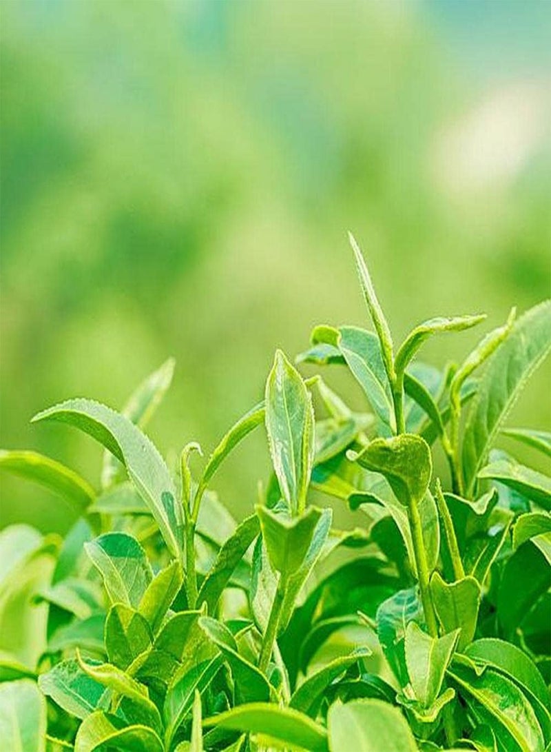 GGOOT 10Pcs Tea Tree Seeds Suitable Planted in Garden Green Space Ideal Garden Varieties for Landscaping and Design Planting in Pieces Form A Landscape - Image 2