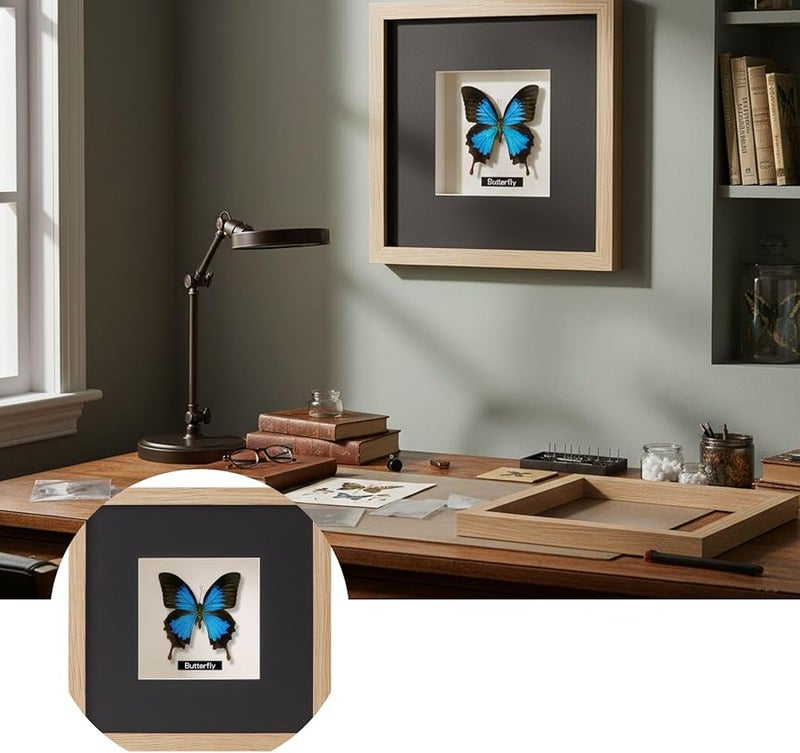 حافظة عرض فراشات بلون الخشب الأصلي مقاس 3.98 × 5.98 بوصة لتزيين مجموعات هواة الجمع والمكاتب المنزلية - Image 4