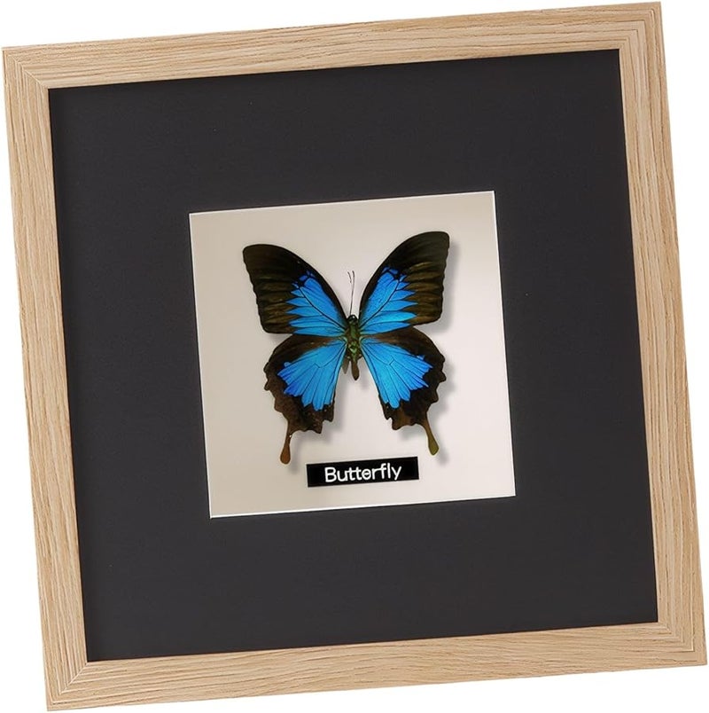 حافظة عرض فراشات بلون الخشب الأصلي مقاس 3.98 × 5.98 بوصة لتزيين مجموعات هواة الجمع والمكاتب المنزلية - Image 1