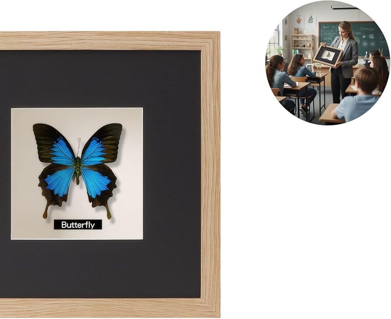 حافظة عرض فراشات بلون الخشب الأصلي مقاس 3.98 × 5.98 بوصة لتزيين مجموعات هواة الجمع والمكاتب المنزلية - Image 5