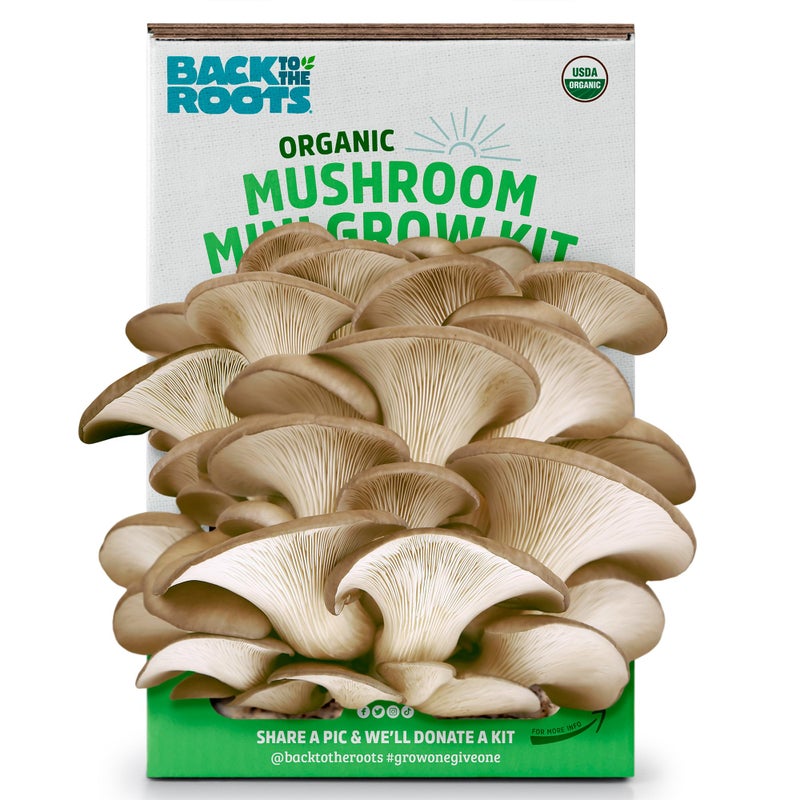 Back to the Roots Back to the Roots Organic Mini Mushroom Grow Kit, Harvest Gourmet Oyster Mushrooms In 10 days, Top Gardening Gift, Holiday Gift, & Unique Gift  - Image 1