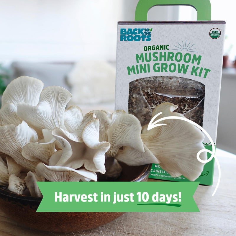 Back to the Roots Back to the Roots Organic Mini Mushroom Grow Kit, Harvest Gourmet Oyster Mushrooms In 10 days, Top Gardening Gift, Holiday Gift, & Unique Gift  - Image 3
