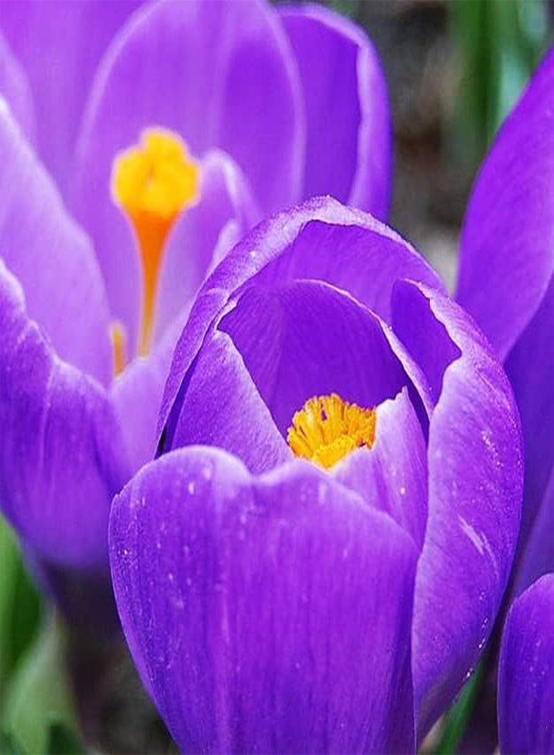 GGOOT 5pcs Paarse Krokus Bollen Meerjarige Saffraan Bollen Ingemaakte Bloembol Mysterieuze Exotische Bloemen Gift Keuze Essentieel voor Homer Tuin - Image 2