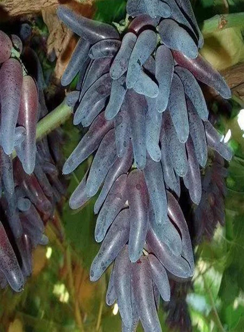 GGOOT 1 Bag Grape Seeds Non-GMO Prolific Black Rich Vitamins Fruit Seeds for Garden Garden Seeds for Garden - Image 4