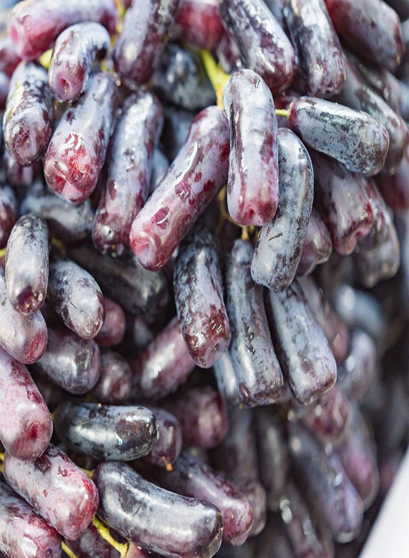 GGOOT 1 Bag Grape Seeds Non-GMO Prolific Black Rich Vitamins Fruit Seeds for Garden Garden Seeds for Garden - Image 3