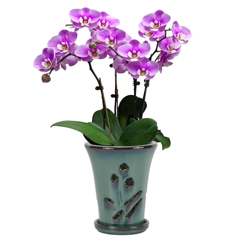 w w W&W Orchid Pot with Holes and Saucer for Repotting, 6 x 7 Inch, Green - Image 1
