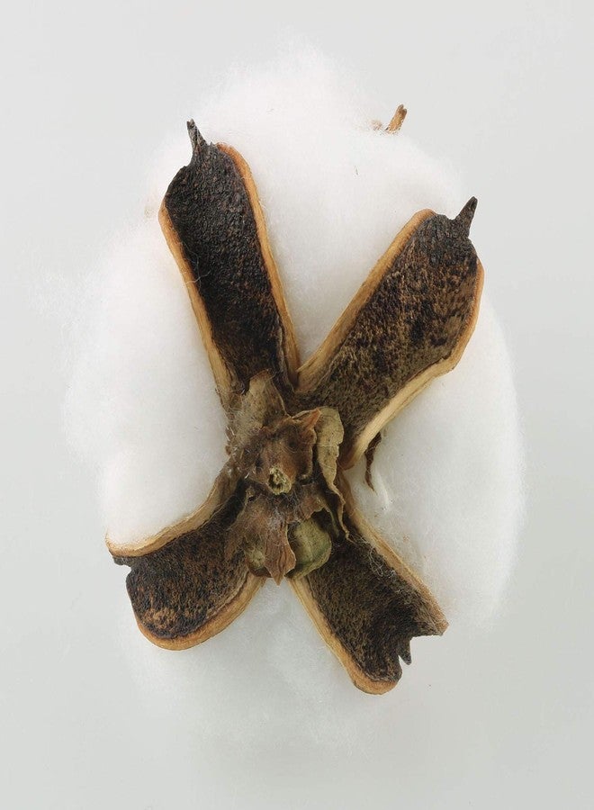 تيج كرات قطنية من تيغ، 20 قطعة، كرات قطنية بيضاء طبيعية، قرون قطنية مجففة للأعمال اليدوية بأسلوب ريفي - Image 4