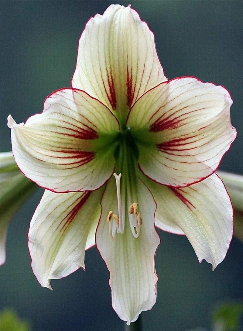 GGOOT 2pcs Amaryllis Zwiebeln für die Zimmerpflanzung Erbpcs Amaryllis Gewächshaus Aussaat Schnittblumen Dekoration hoher Zierwert - Image 2