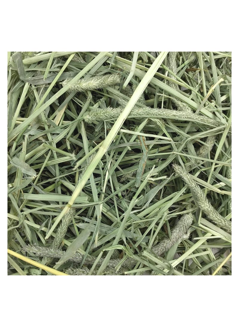 Western Timothy Hay for Small Pets 1.13 kg - pzsku/Z830546788F234B699A60Z/45/_/1687435376/b16f33ef-45c6-4208-8579-12bdc3d36a3c